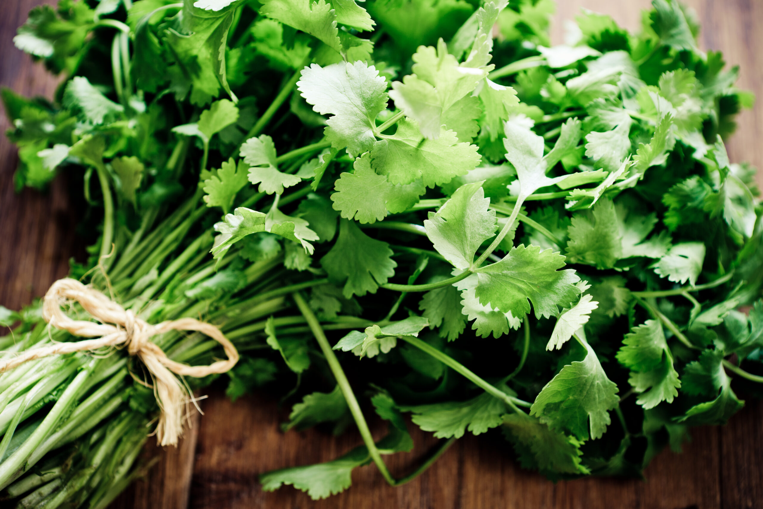 Bunch of fresh cilantro. Focus on few roots on foreground.