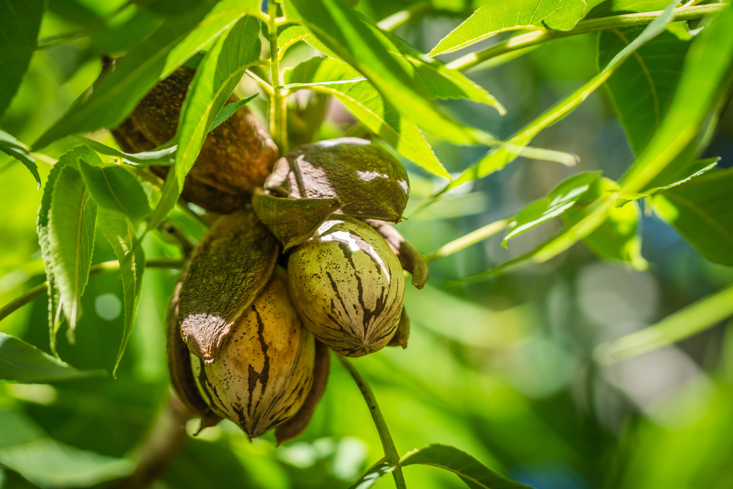 Pecan nuts clustered in the shadows of the new season's leafs.