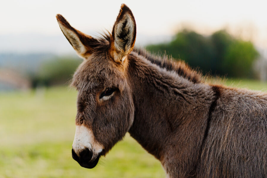 portrait of young donkey, gray and brown, in the field.