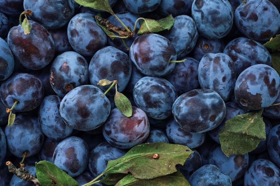 Ripe plums, prunes with few leaves. Close-up of fresh plums, top view. 