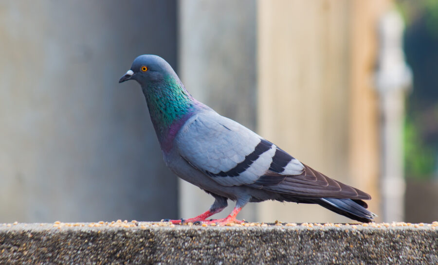 rock pigeon or rock dove sitting on wall of a building in urban locality. daytime shot of a bird with blurred backgriund.