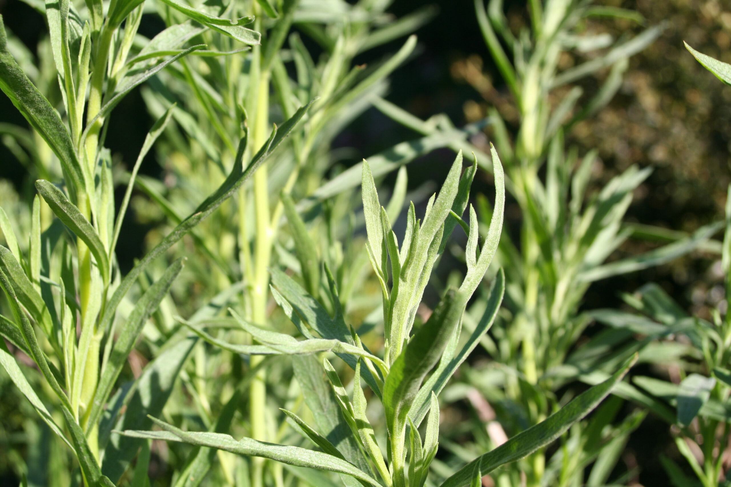 Tarragon in the morning sun