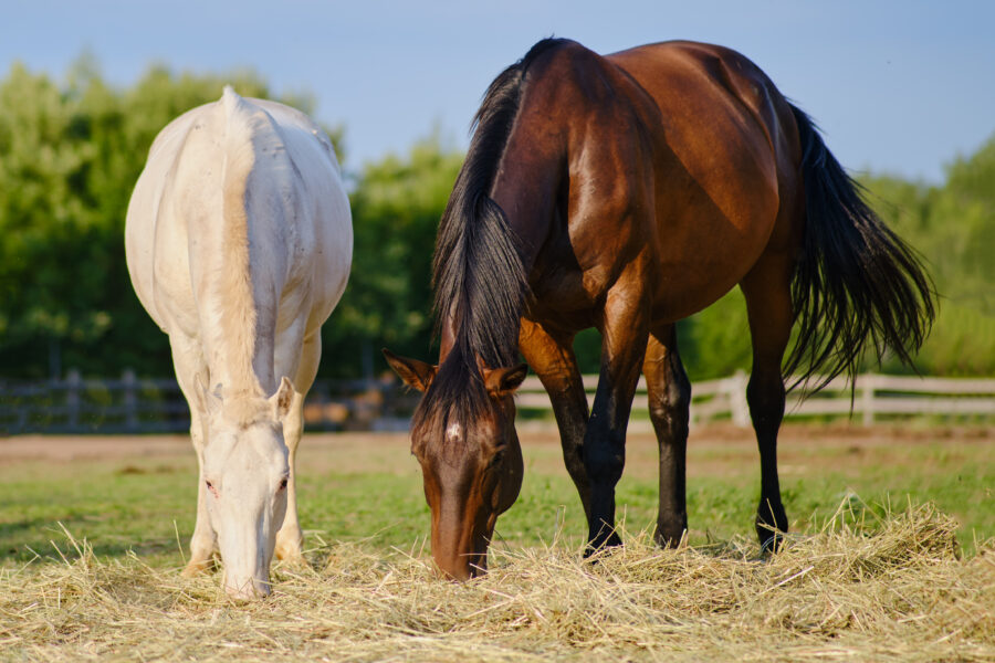 two horses grazing