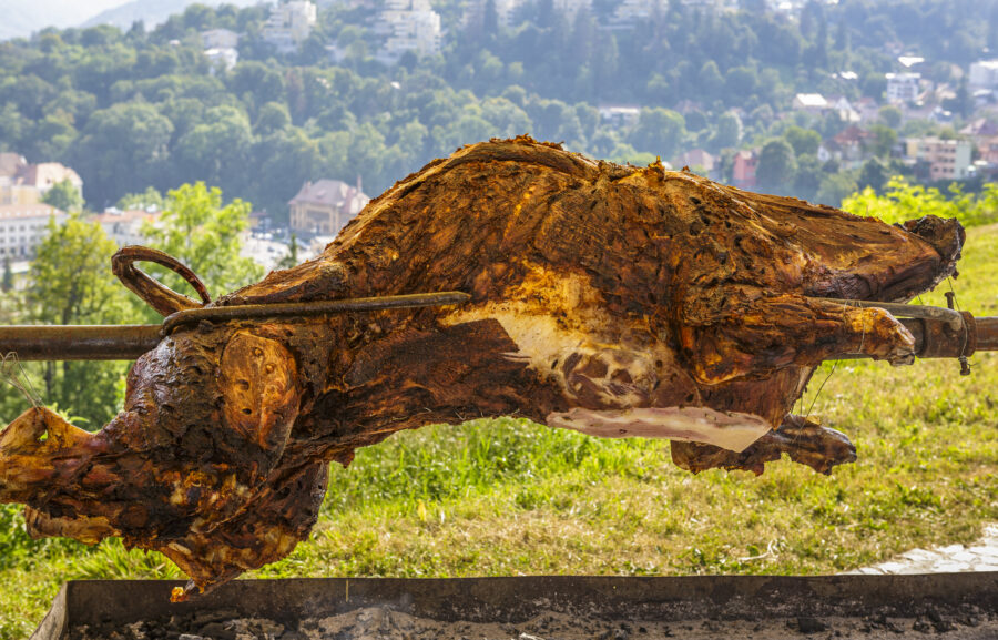 Wild boar carcass roasting on a rotating spit.