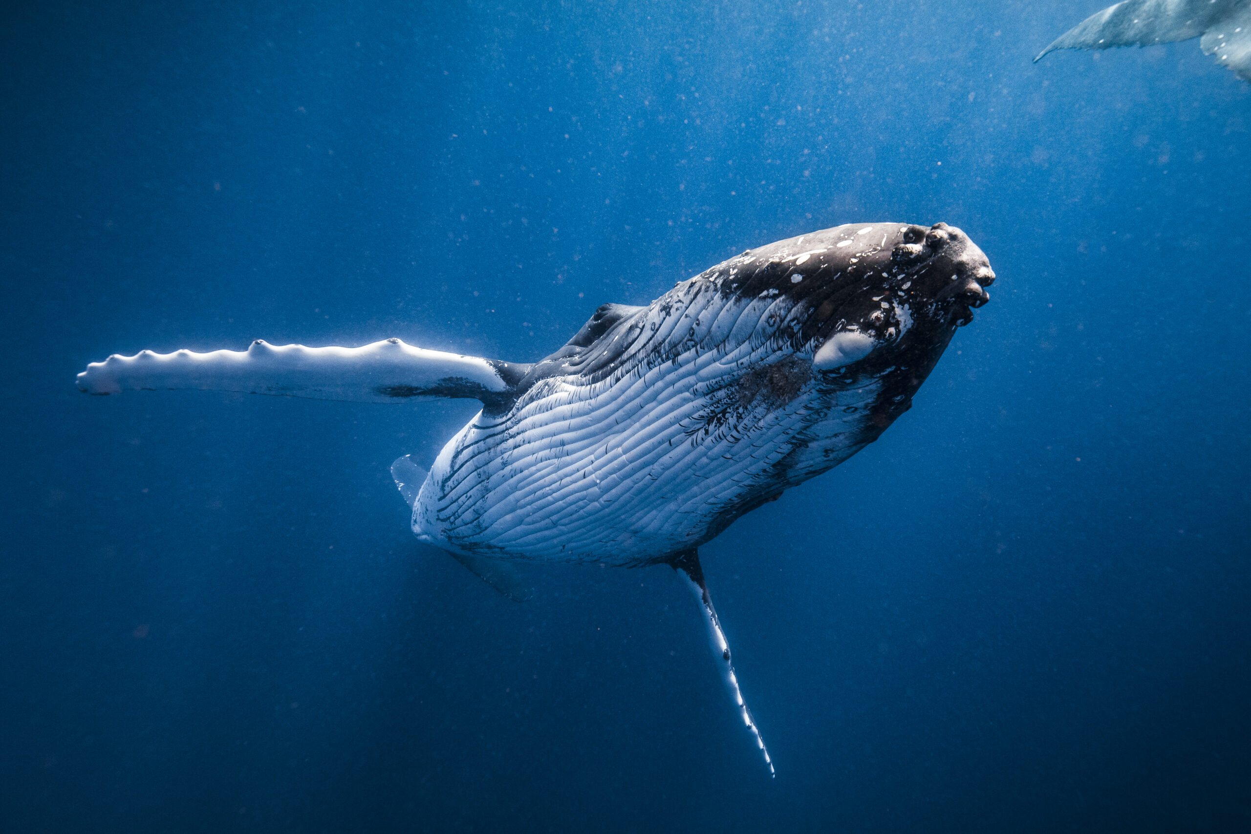 Close up of humpback whales swimming below the surface of the open blue ocean