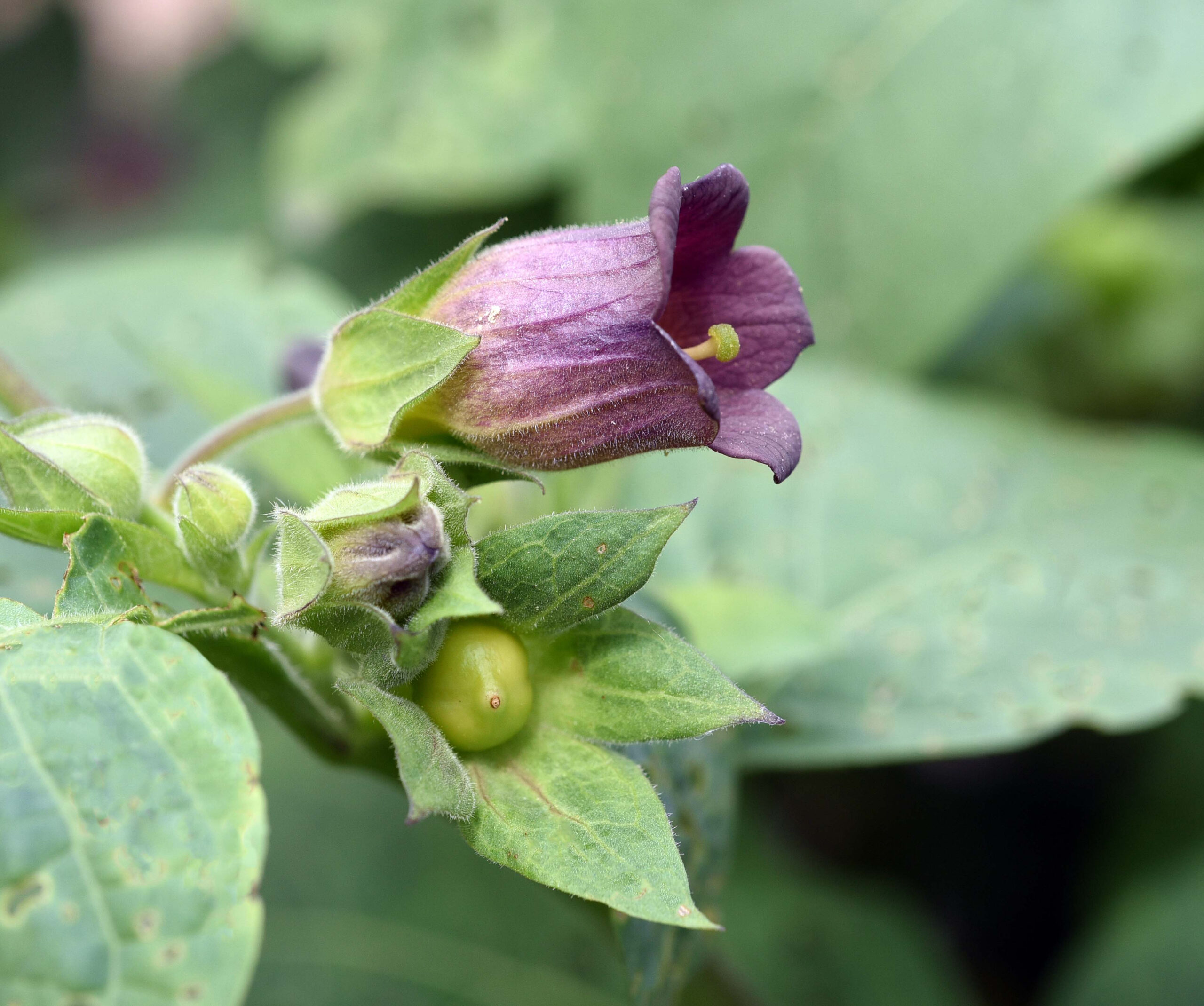 Deadly Nightshade, Atropa bella-donna, has black berries and is a poisonous and medicinal plant.