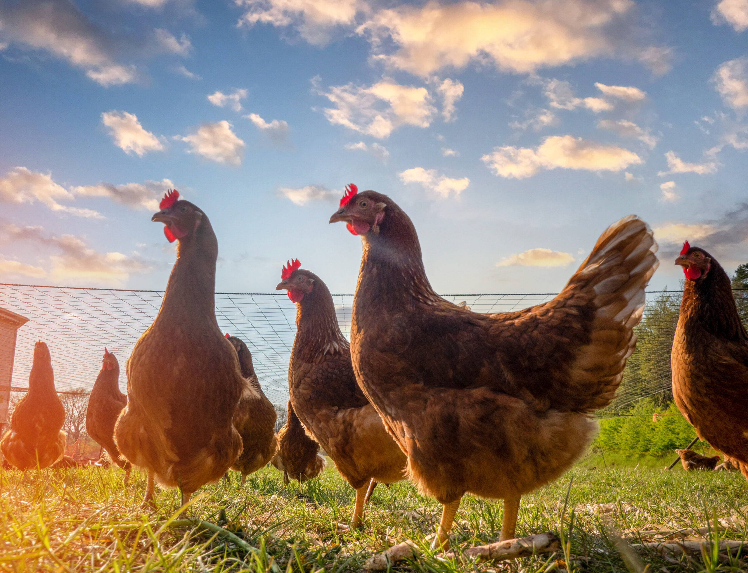 Free range chickens peck in the grass looking for food on a sunny day