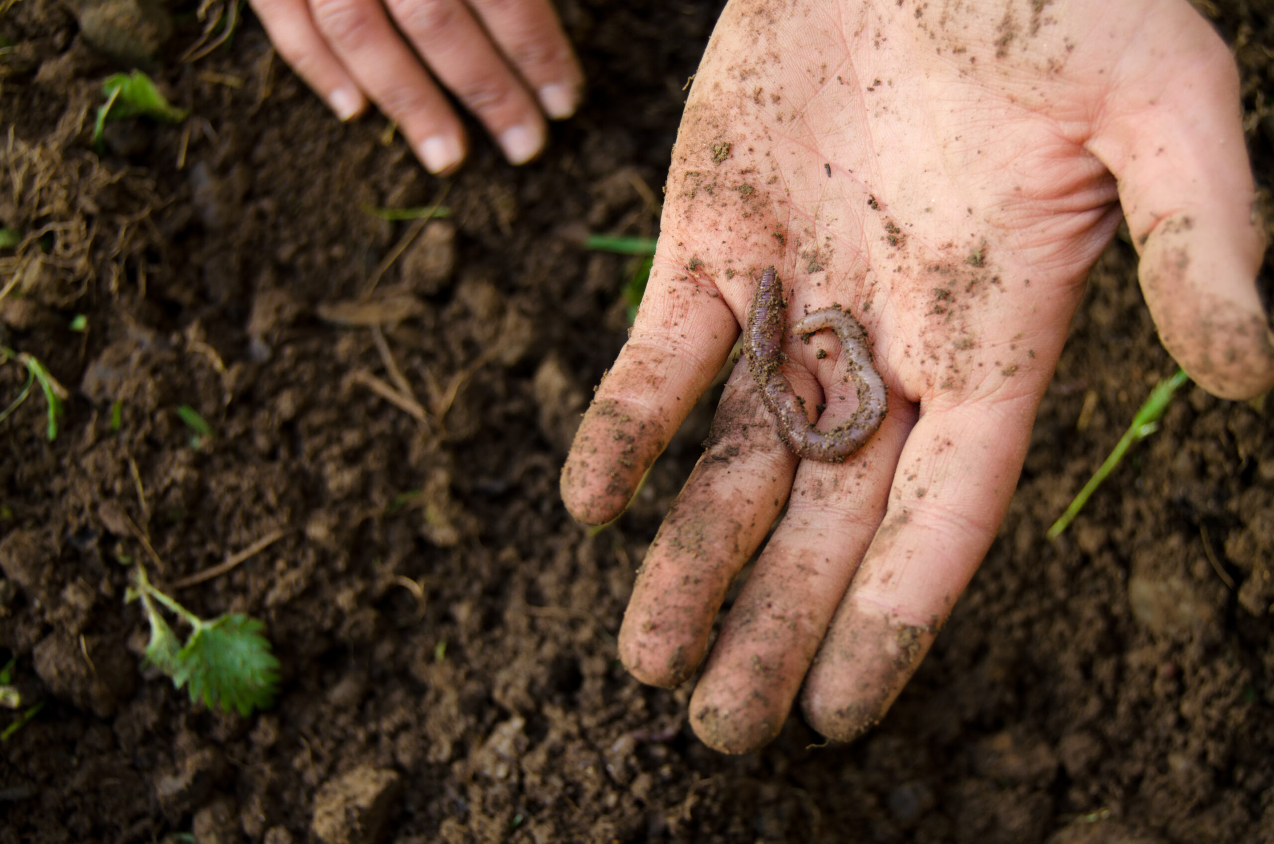 Hand holding an earthworm