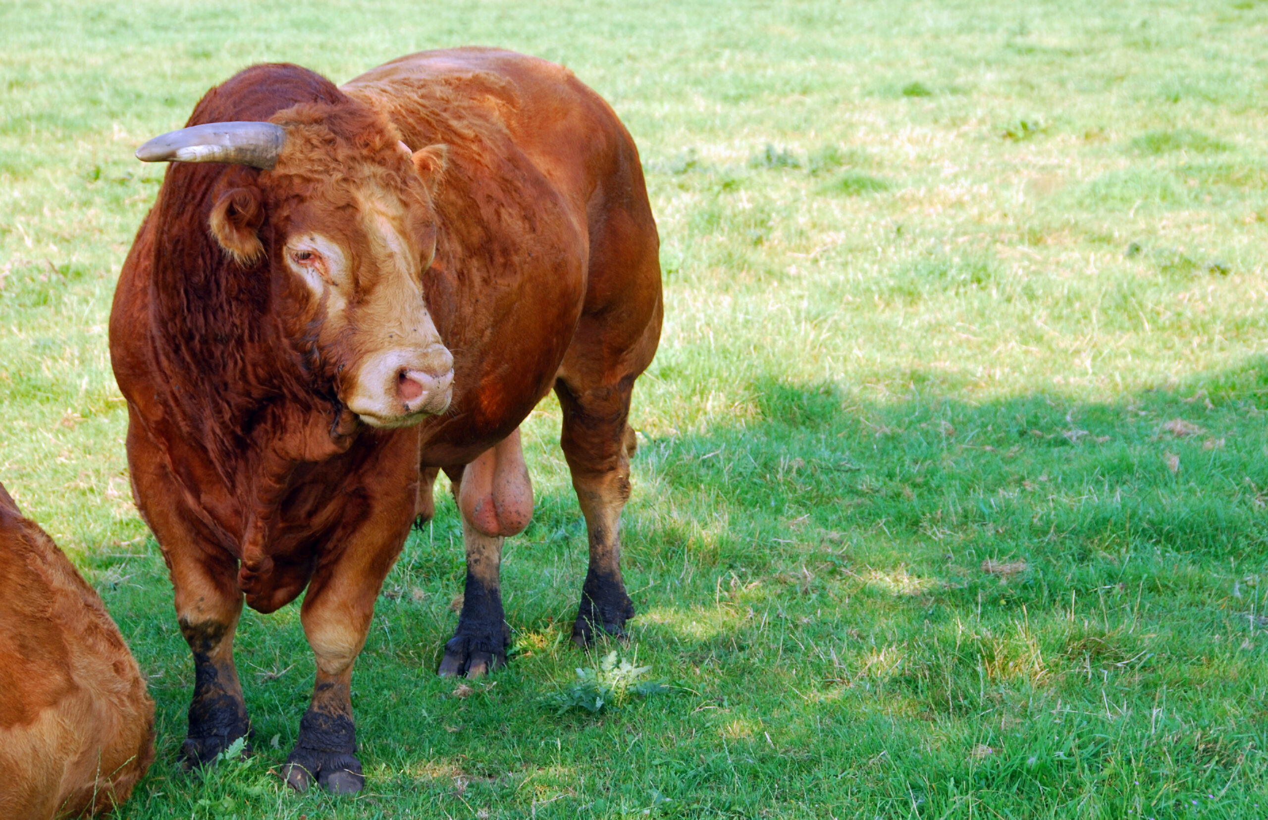 Large musculair built Charolais Bull.This bull is standing in the pasture and looking away.