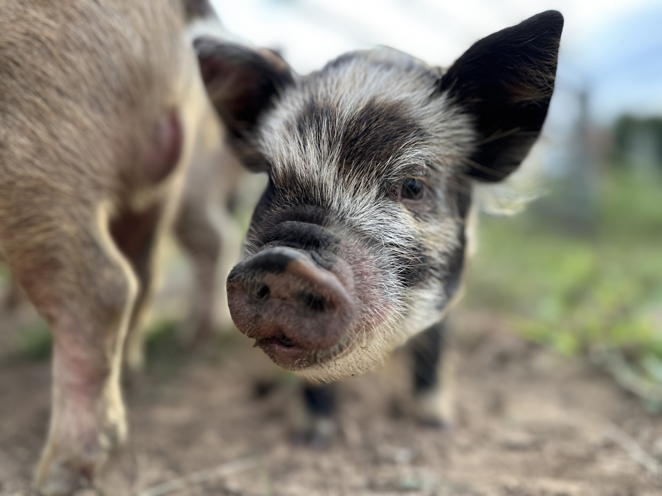 Low angle extreme close up view of a white and black spotted Kunekune piglet in a meadow. Looking at camera. Free range. Farm. Focus