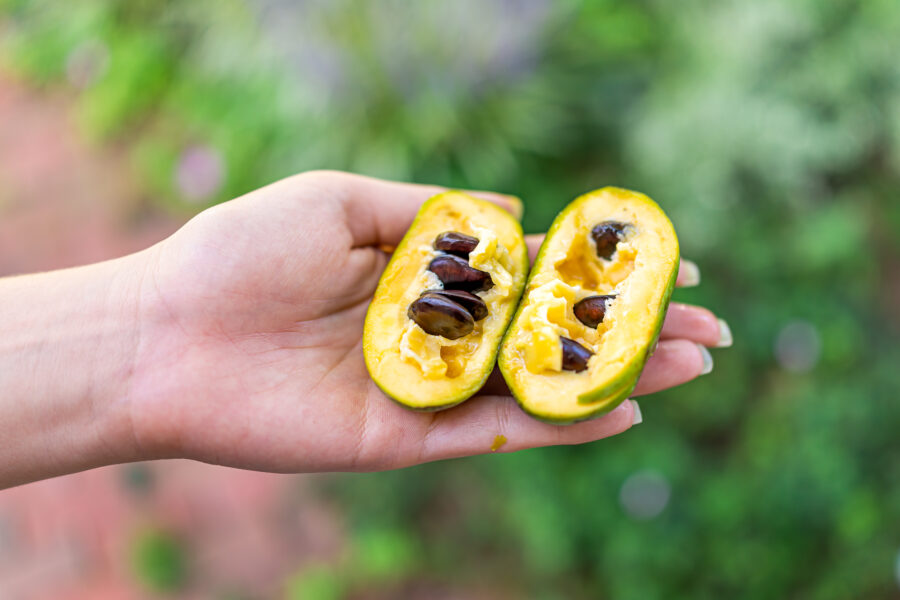 Macro closeup of hand holding ripe open juicy sweet pawpaw fruit in garden wild foraging with yellow texture and seeds