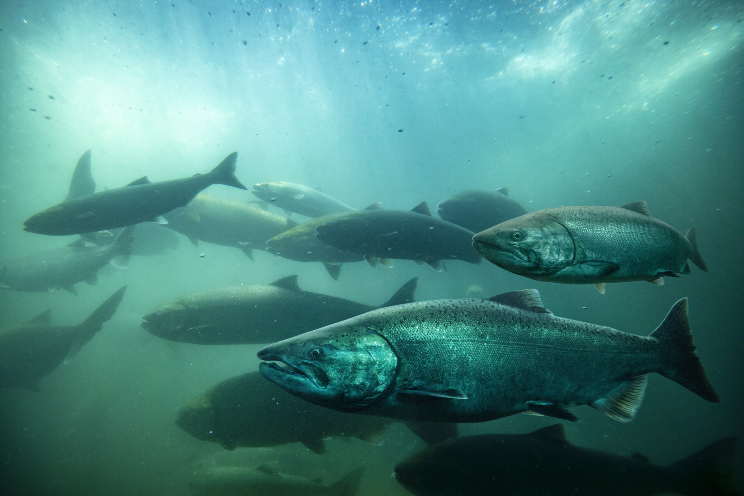 Pacific salmon swim up the Columbia River in Oregon.