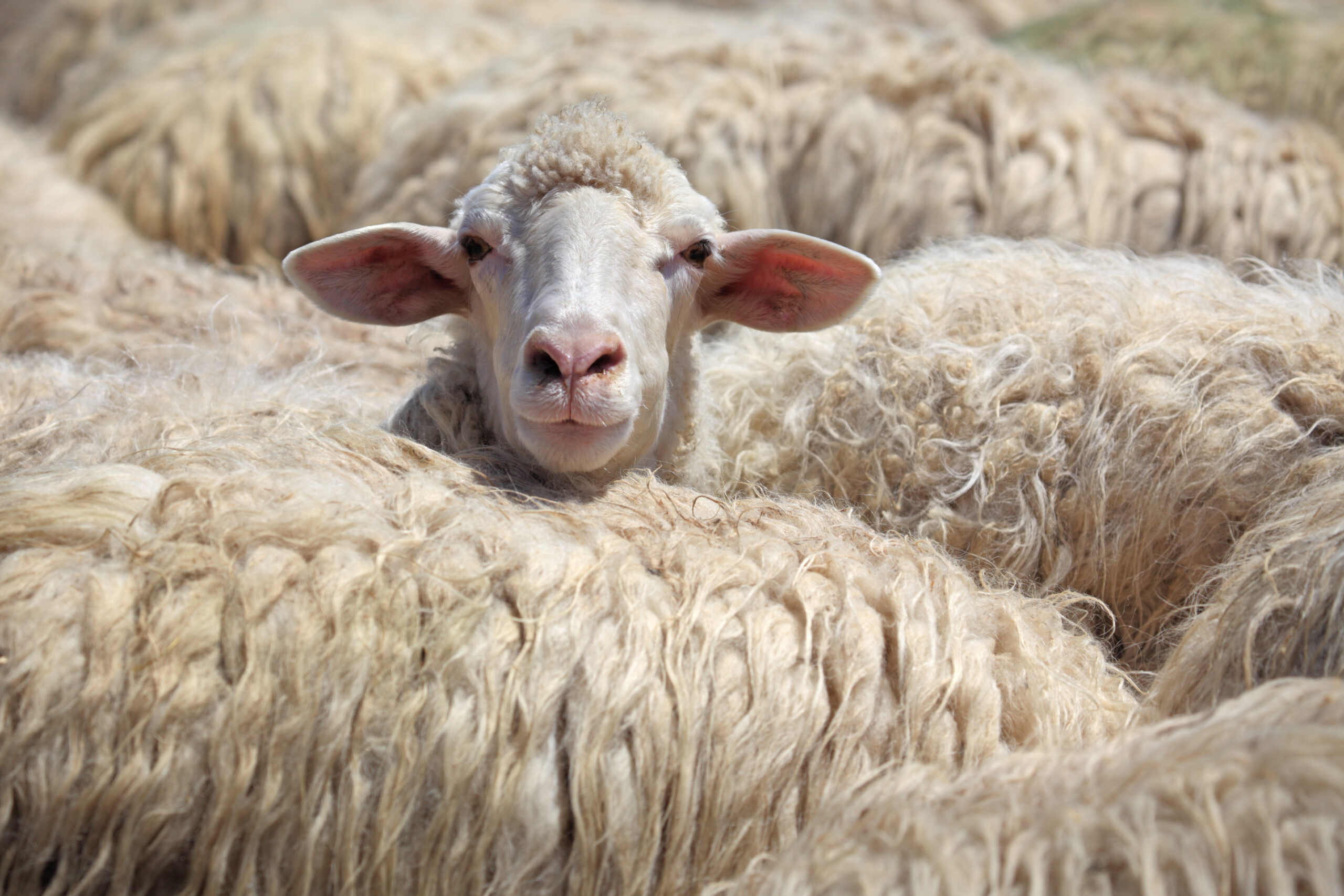 Sheep standing out from the crowd, Tuscany Italy