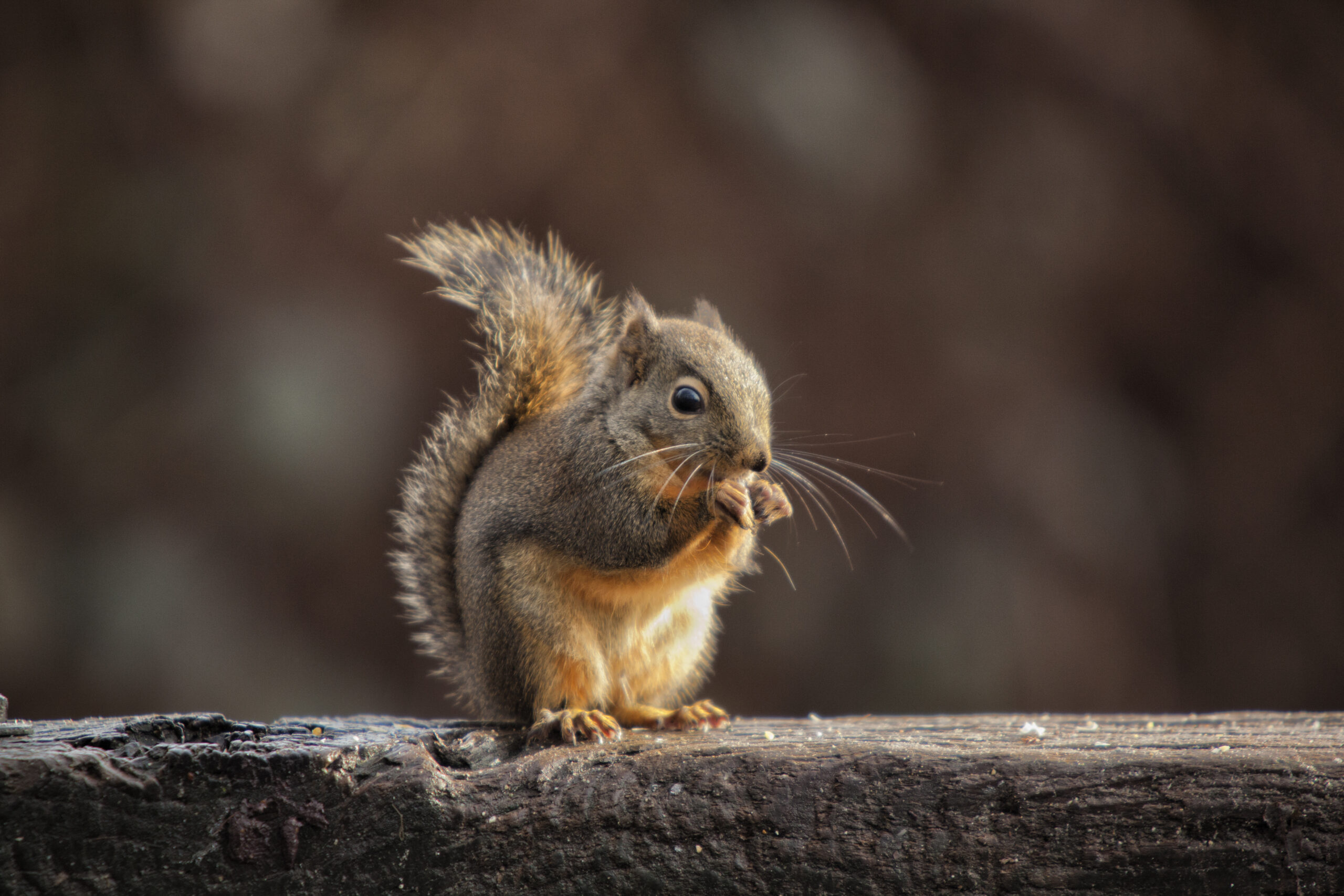 Squirrel eating in the light