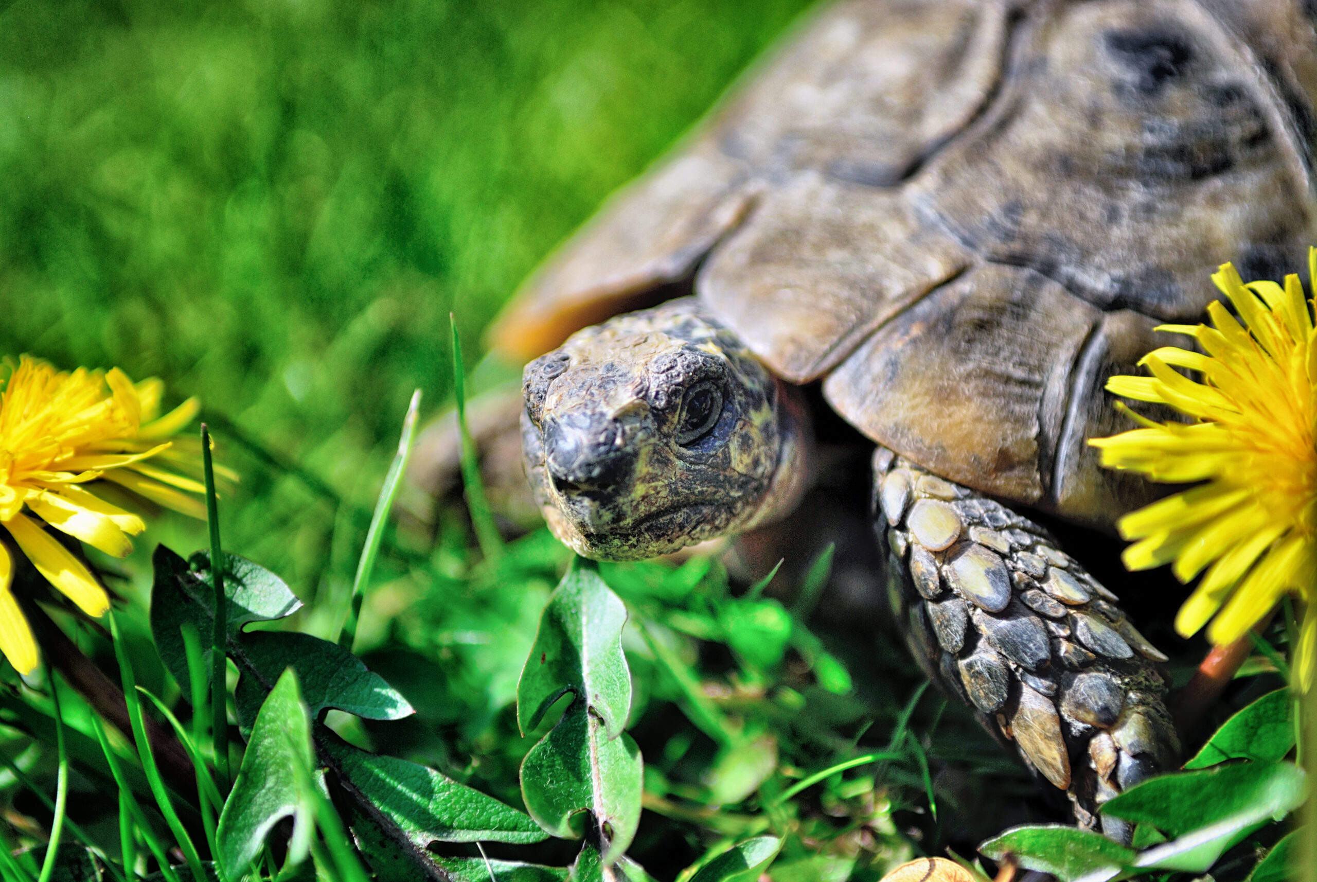 Turtle on grass.