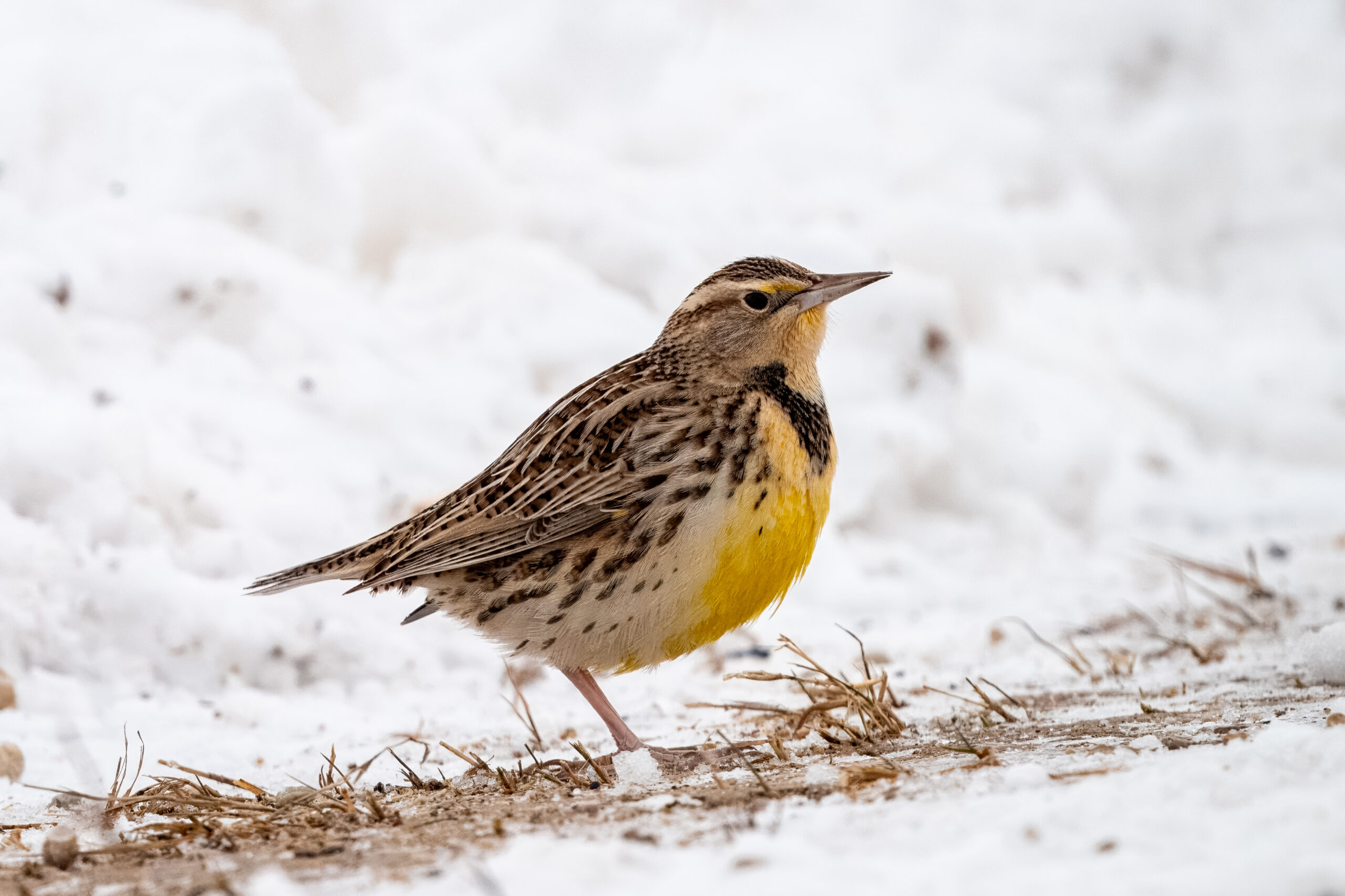 Western Meadowlark on a winter roadside