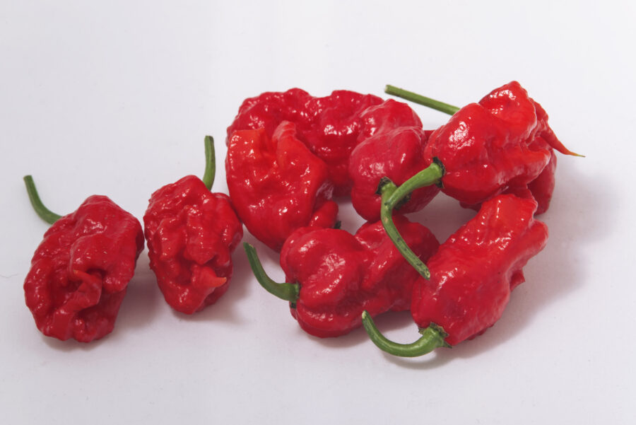 A bunch of carolina reaper peppers on a white background.