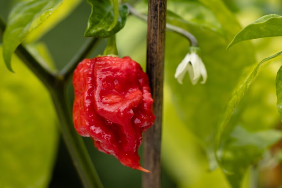 A closeup shot of Carolina Reaper chili pepper