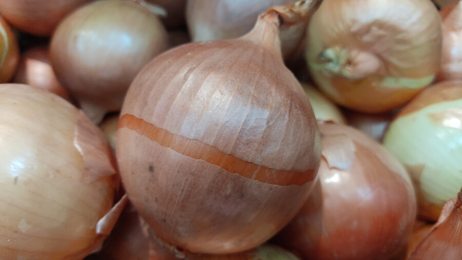 Brown color onion