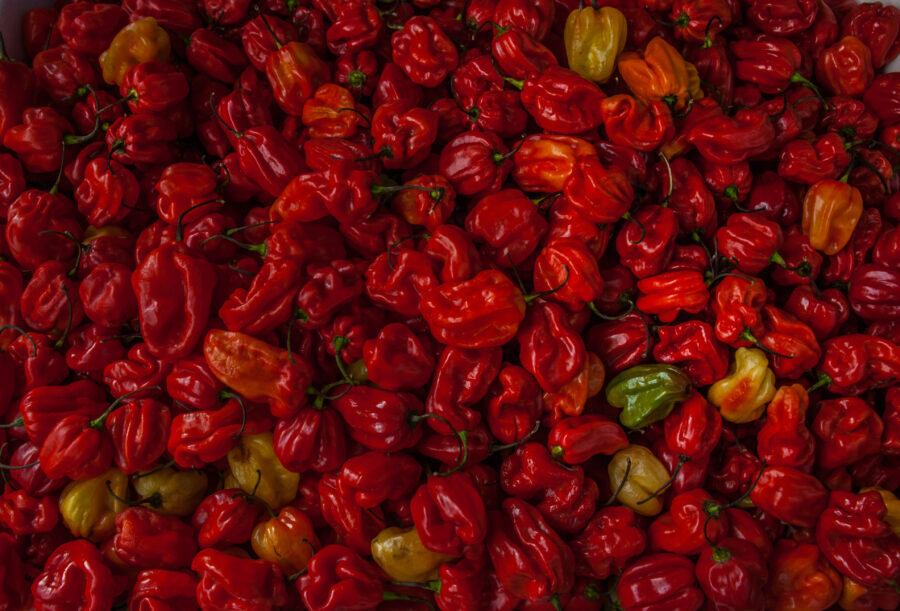 a bunch of red scorpion peppers