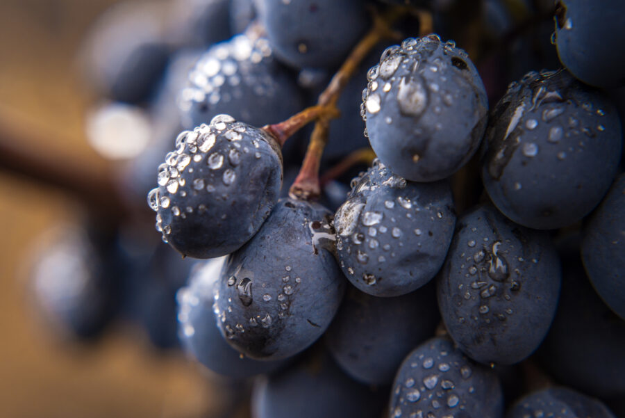 Close-up, berries of dark ripe bunch of grape in low light isolated on black background, water drops