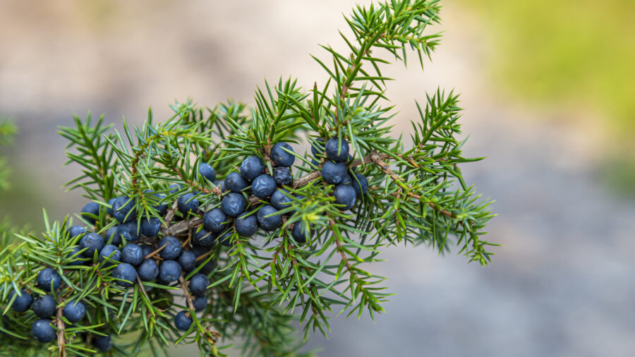 Closeup of Common Juniper branch with fresh blue berries