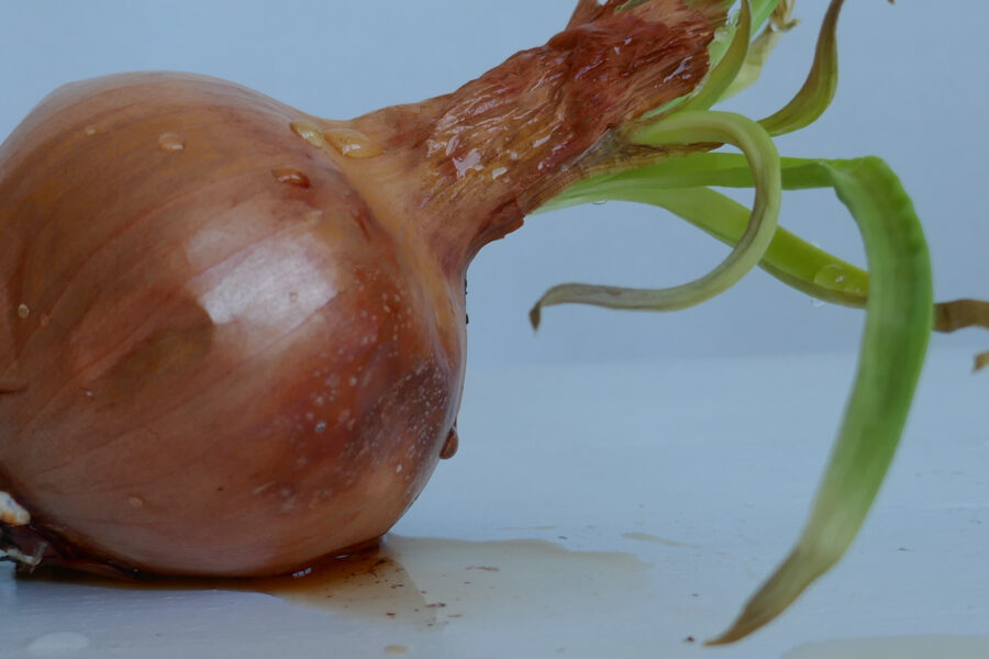 Details of a sprouted onion, on a white background, with drops of water.