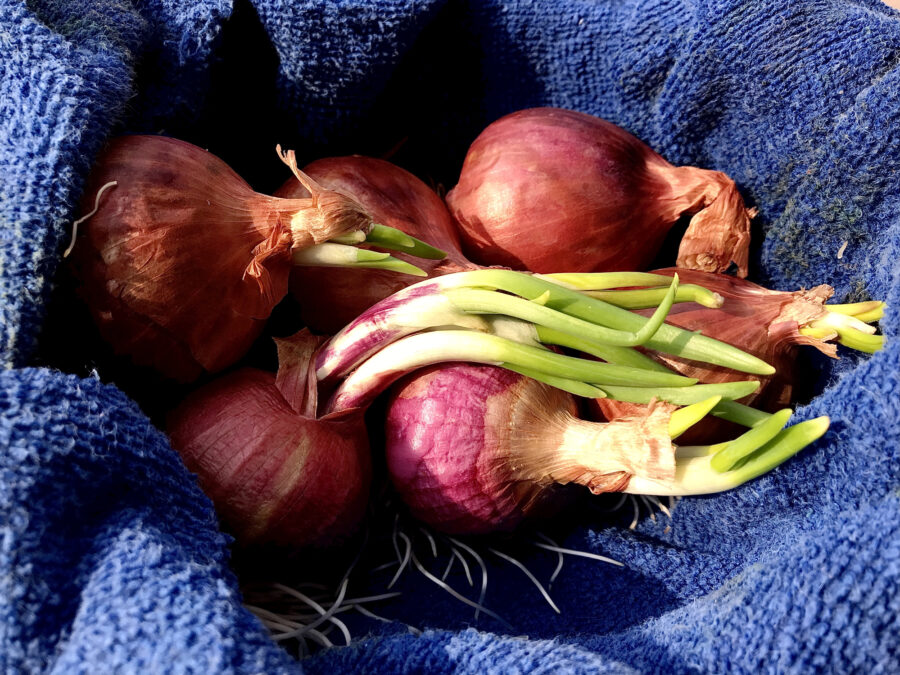 Growing red onion shoots 