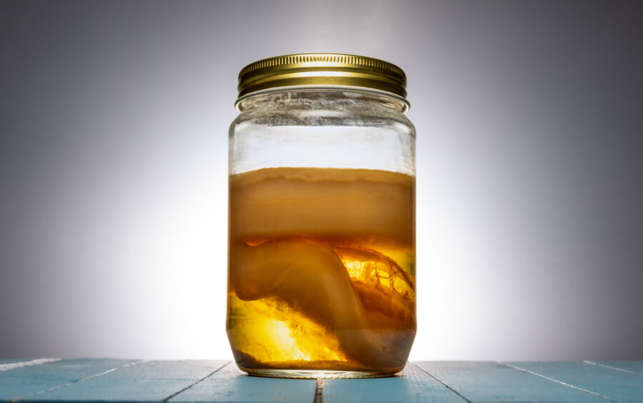 Kombucha scoby in a jar. Scoby is an abbreviation for “Symbiotic Colony of Bacteria and Yeast” (also called as kombucha mother).