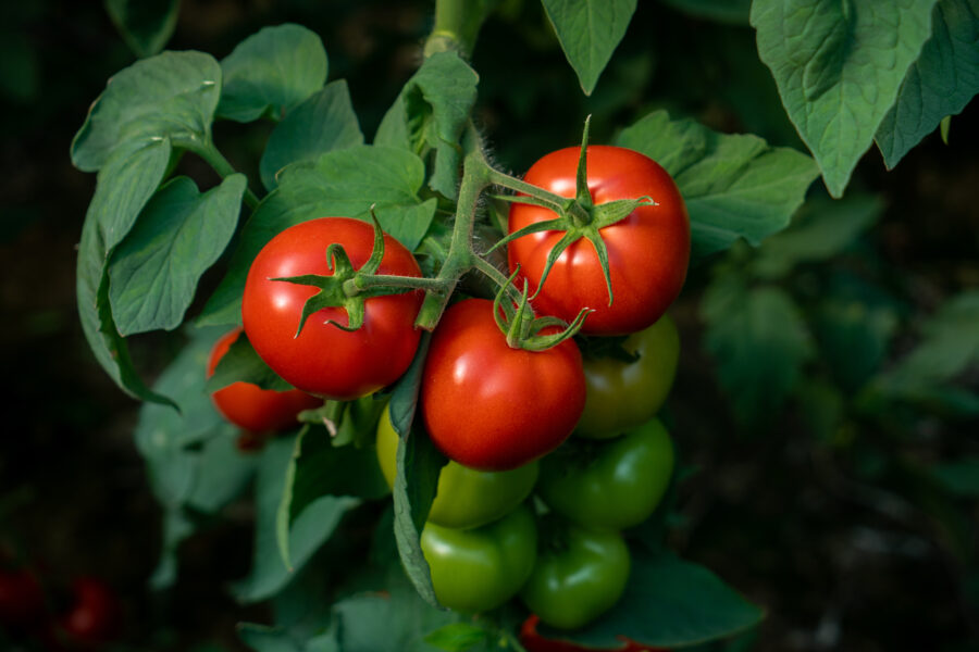 Tomatoes growing in greenhouse