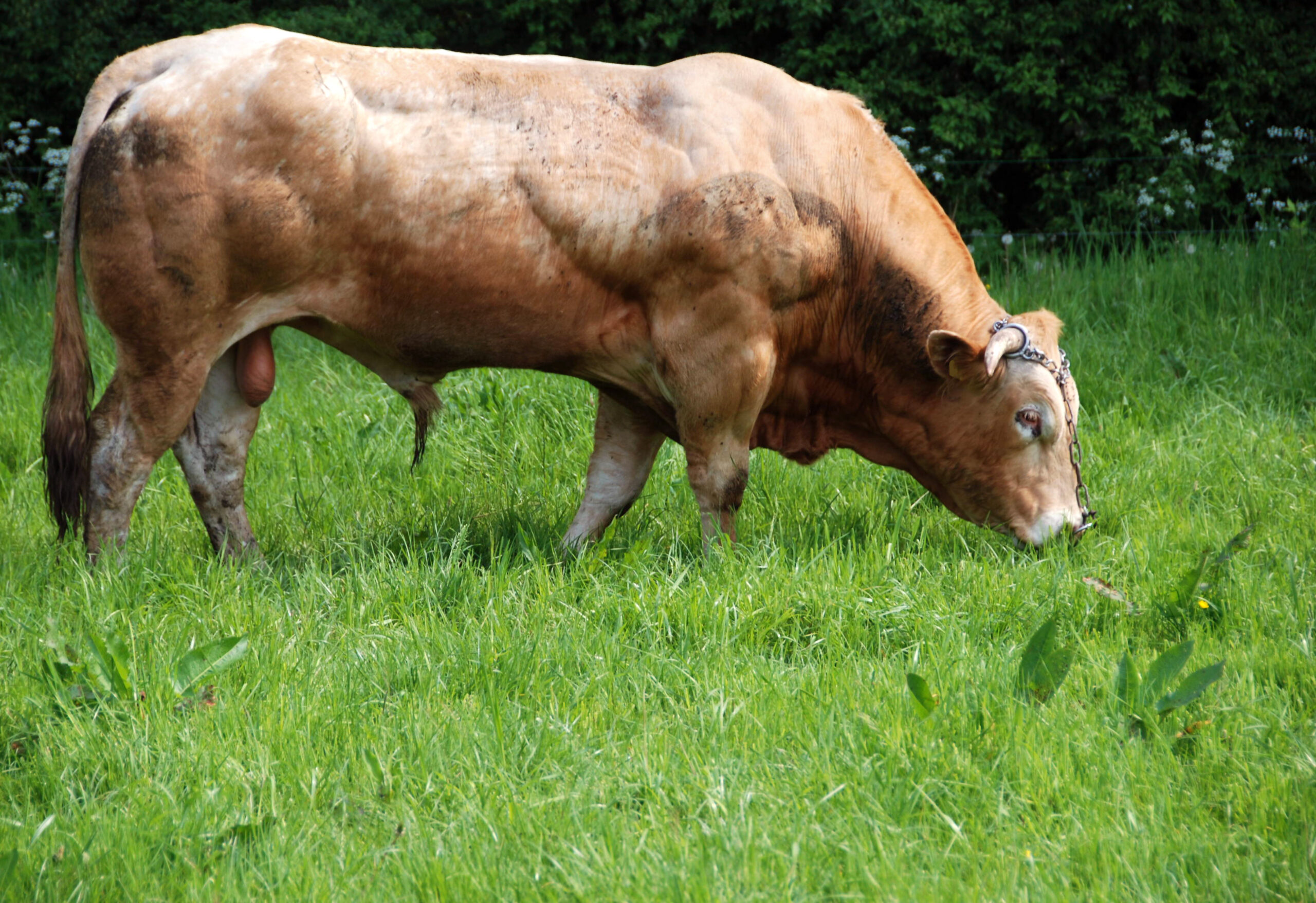 Bull Charolais cattle