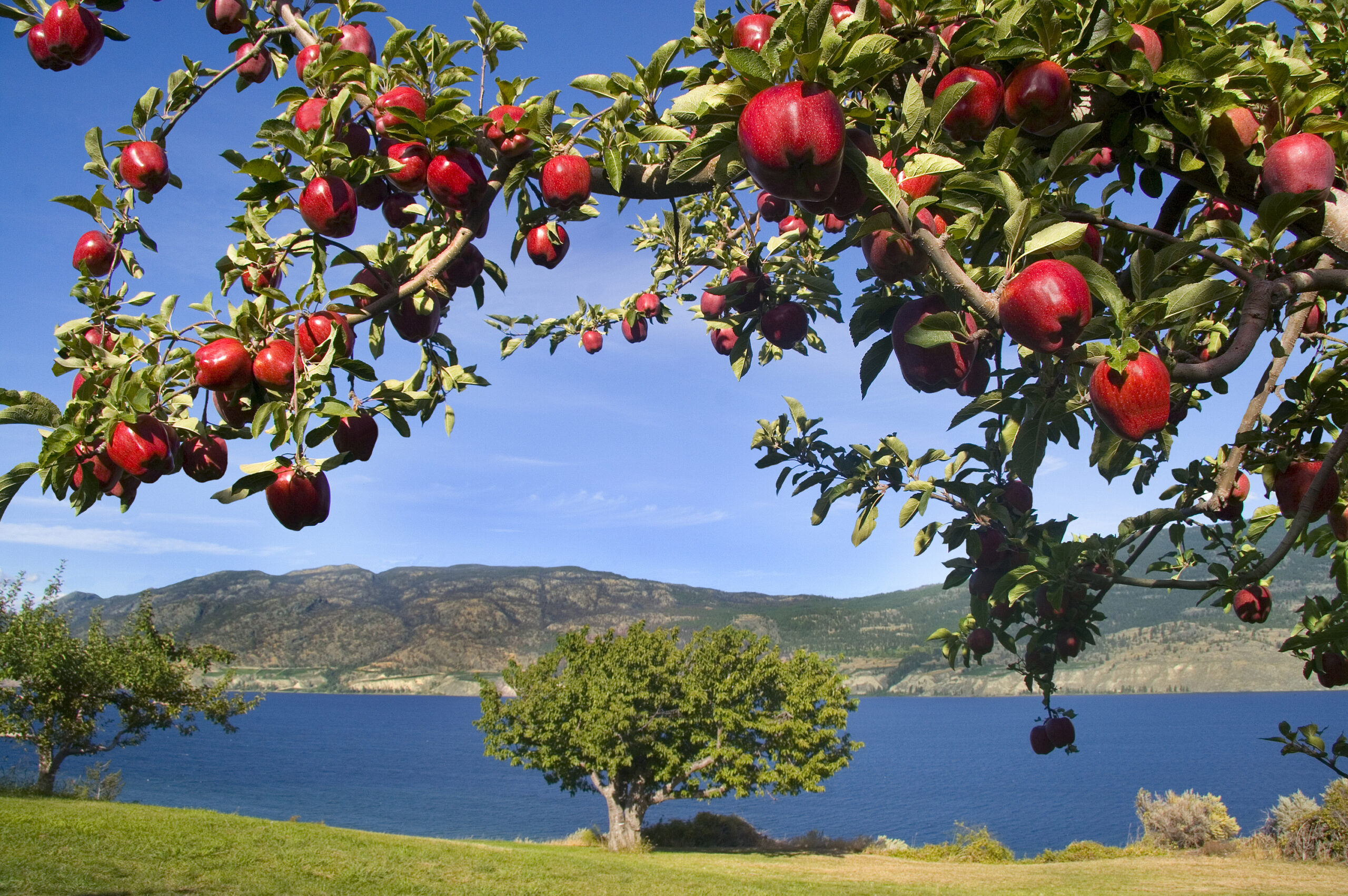 Photo of tree limb full of shiny red apples in foreground, mountain and lake scene in background with a blue sky, taken on a summer day.