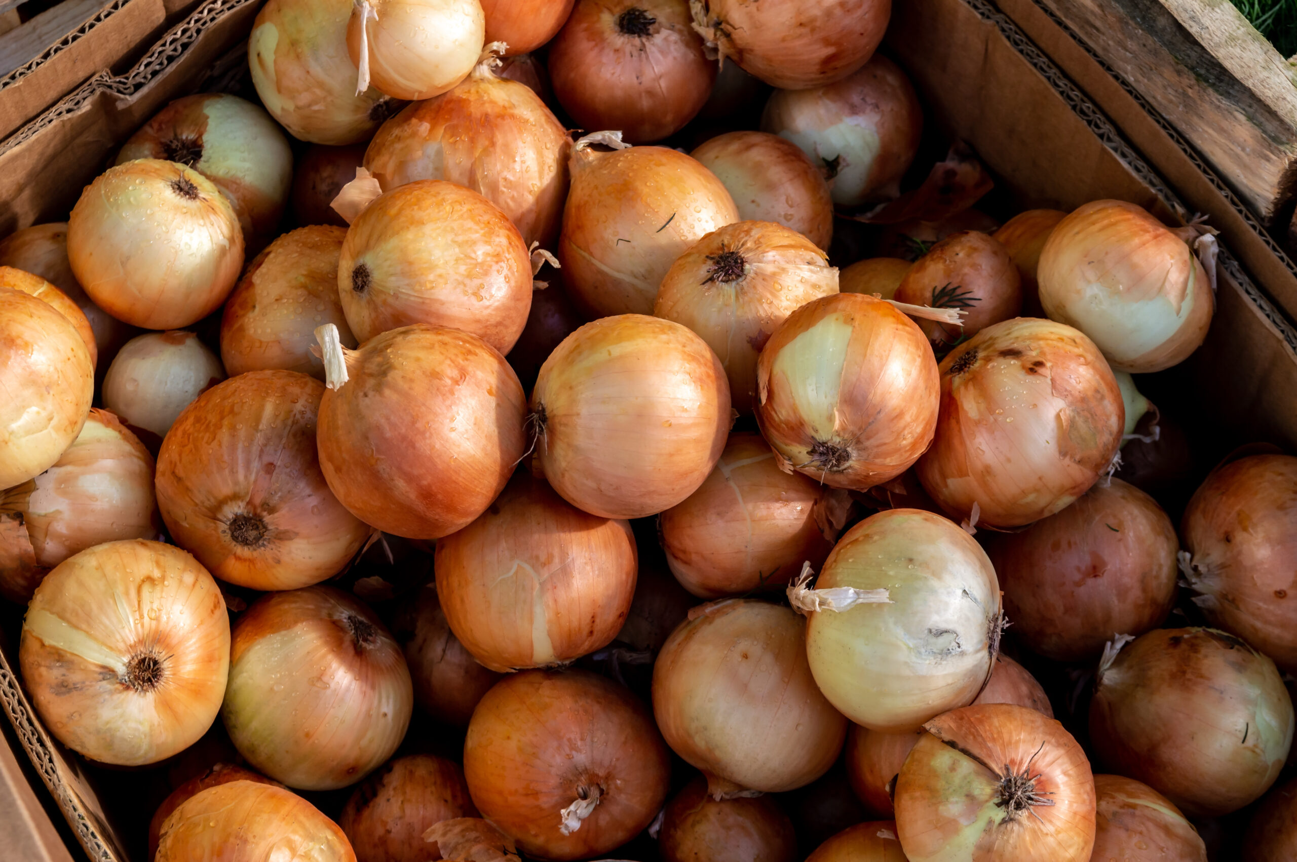 Onions in a box. Top view