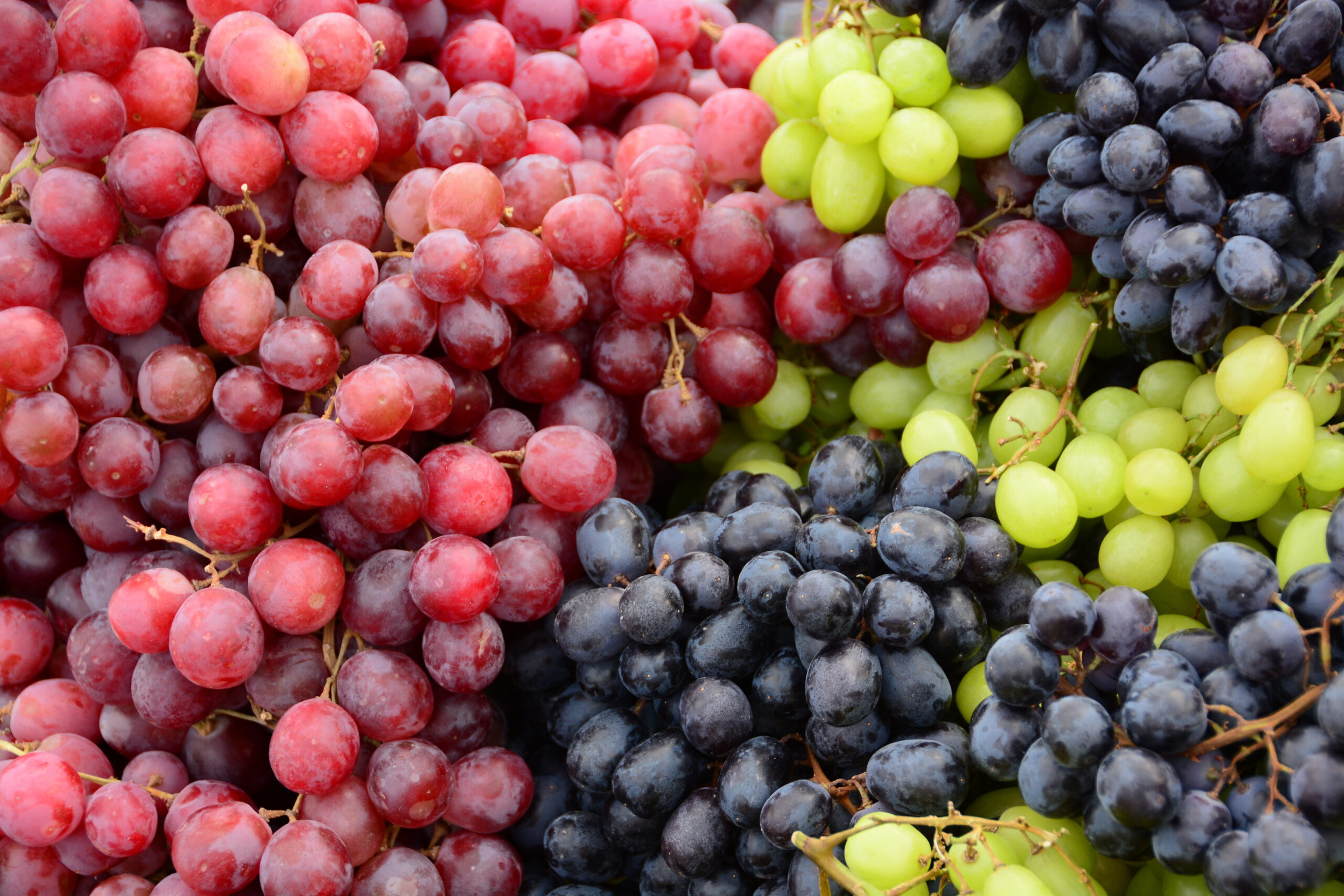 Organic bunch of colorful grapes