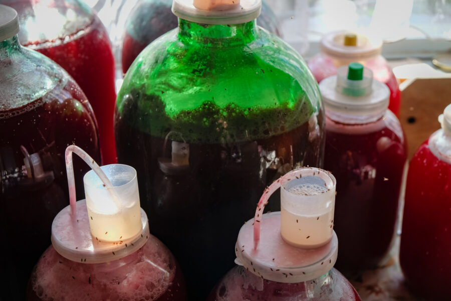 Fermentation in glass jars. Plastic lids with air locks for wine fermentation.