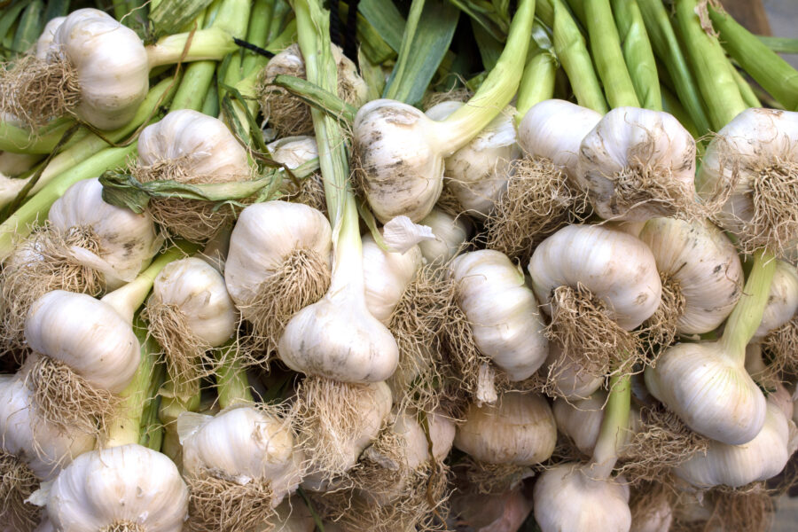 bunches of garlic