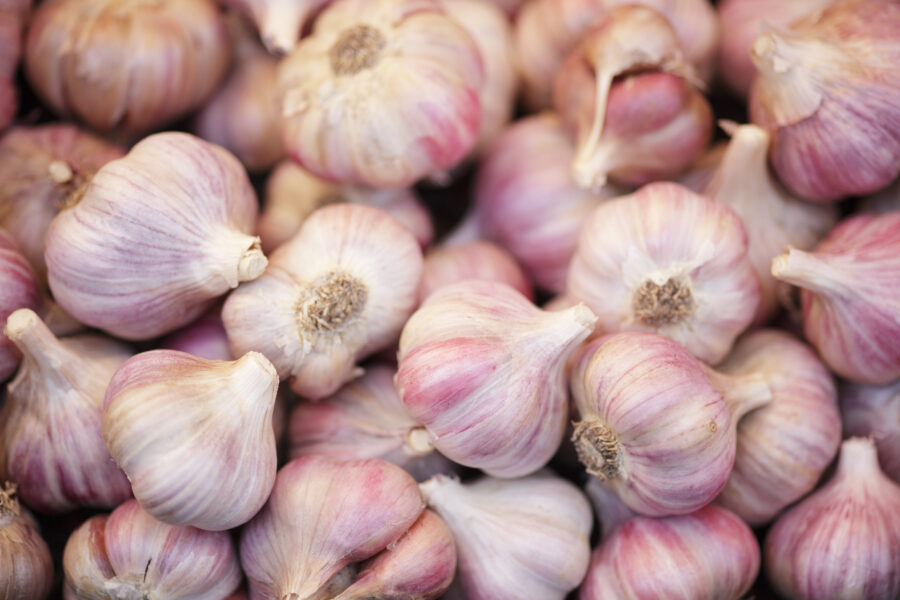 garlic bulbs, slightly purple