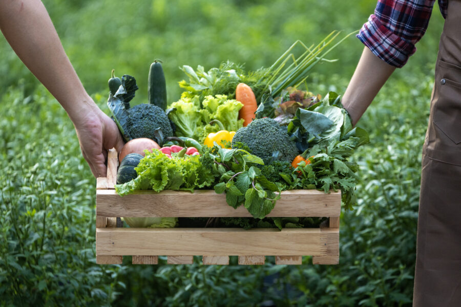 Hand of farmers carrying the wooden tray full of freshly pick organics vegetables at the garden 