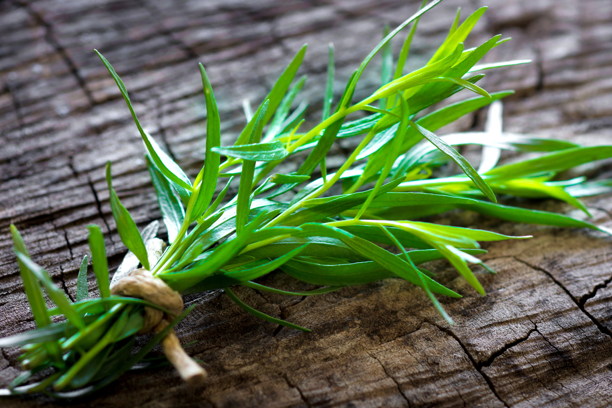 Tarragon