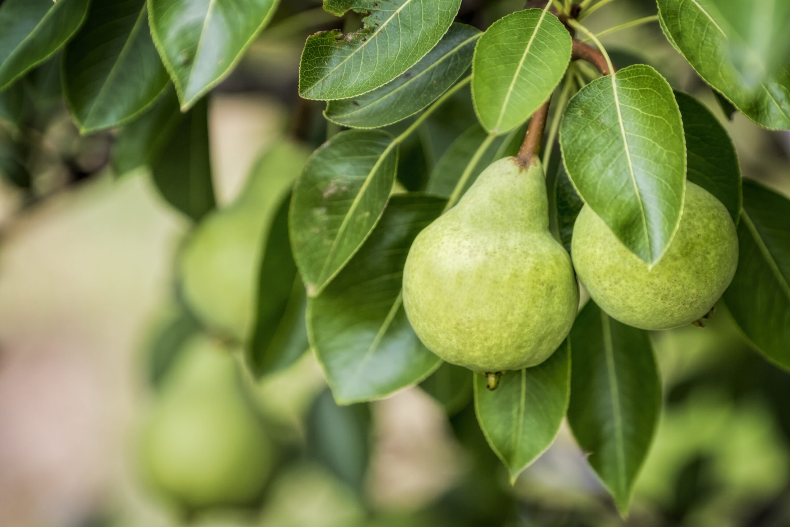 Organic pears growing on the tree