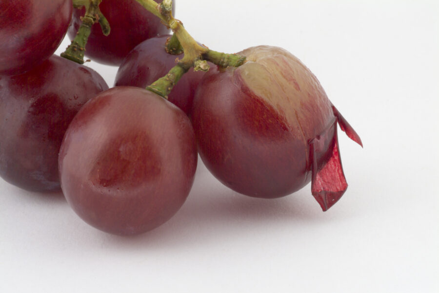 A macro of a bunch of grapes, with one semi-peeled.