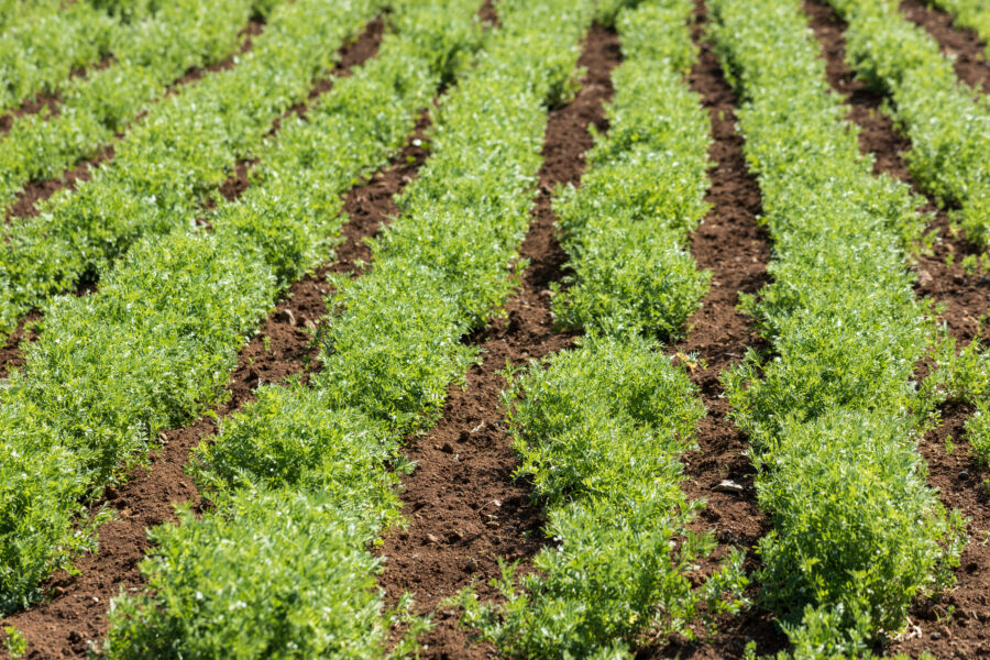 Lentil field