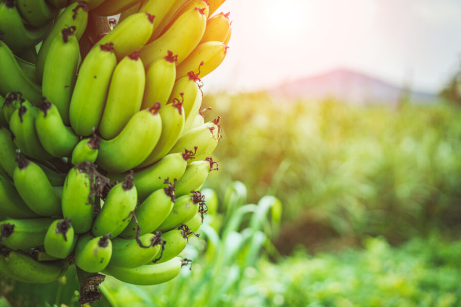 Banana tree