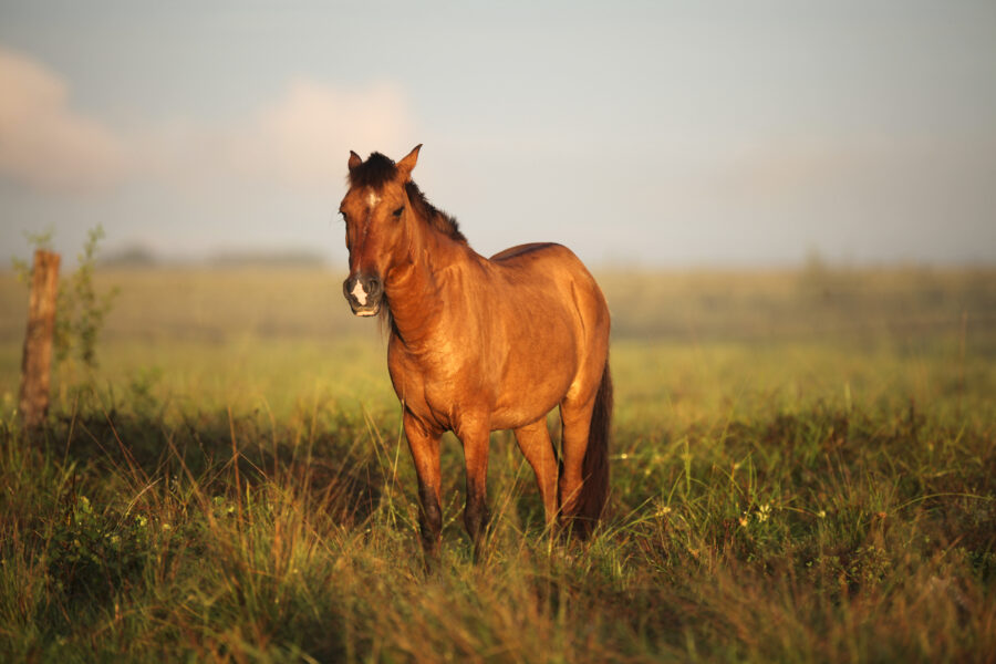 Brown horse standing on grassy landscape during sunrise