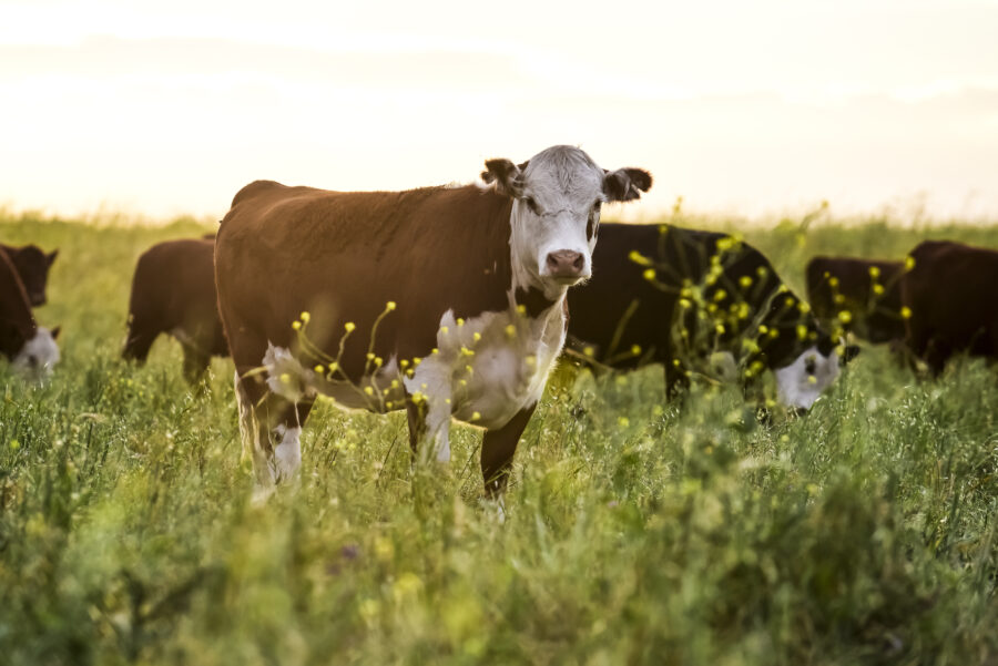 Cattle herd in the Pampas Countryside, Argentine meat production, La Pampa, Argentina.