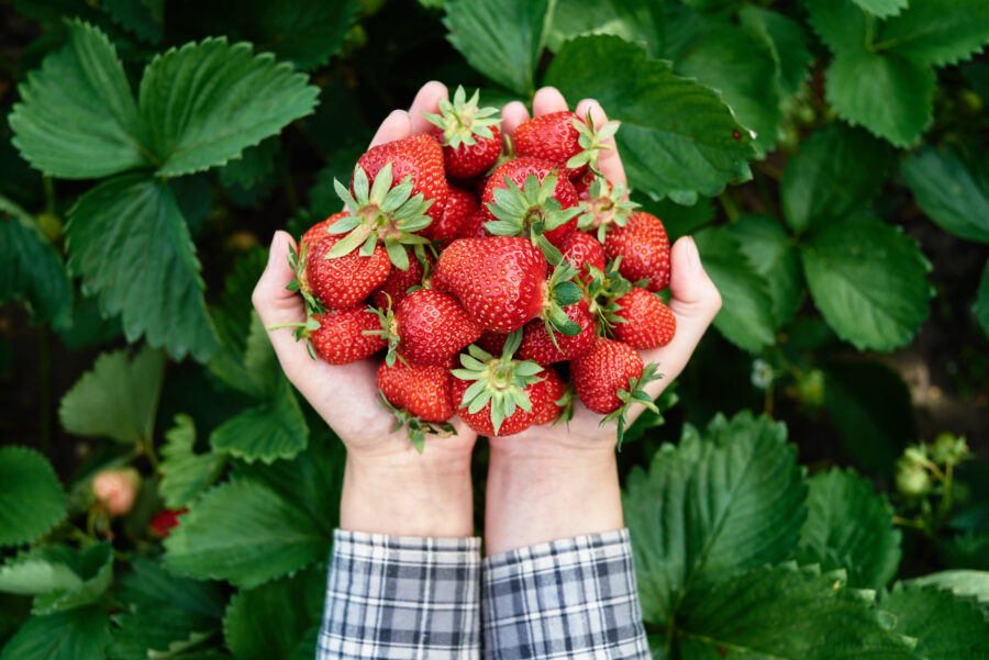 Closeup of woman hands holding freshly picked strawberries in garden, copy space. 