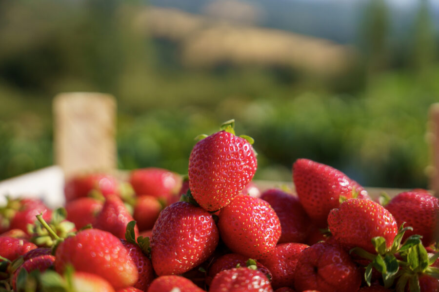 basket full of strawberries.