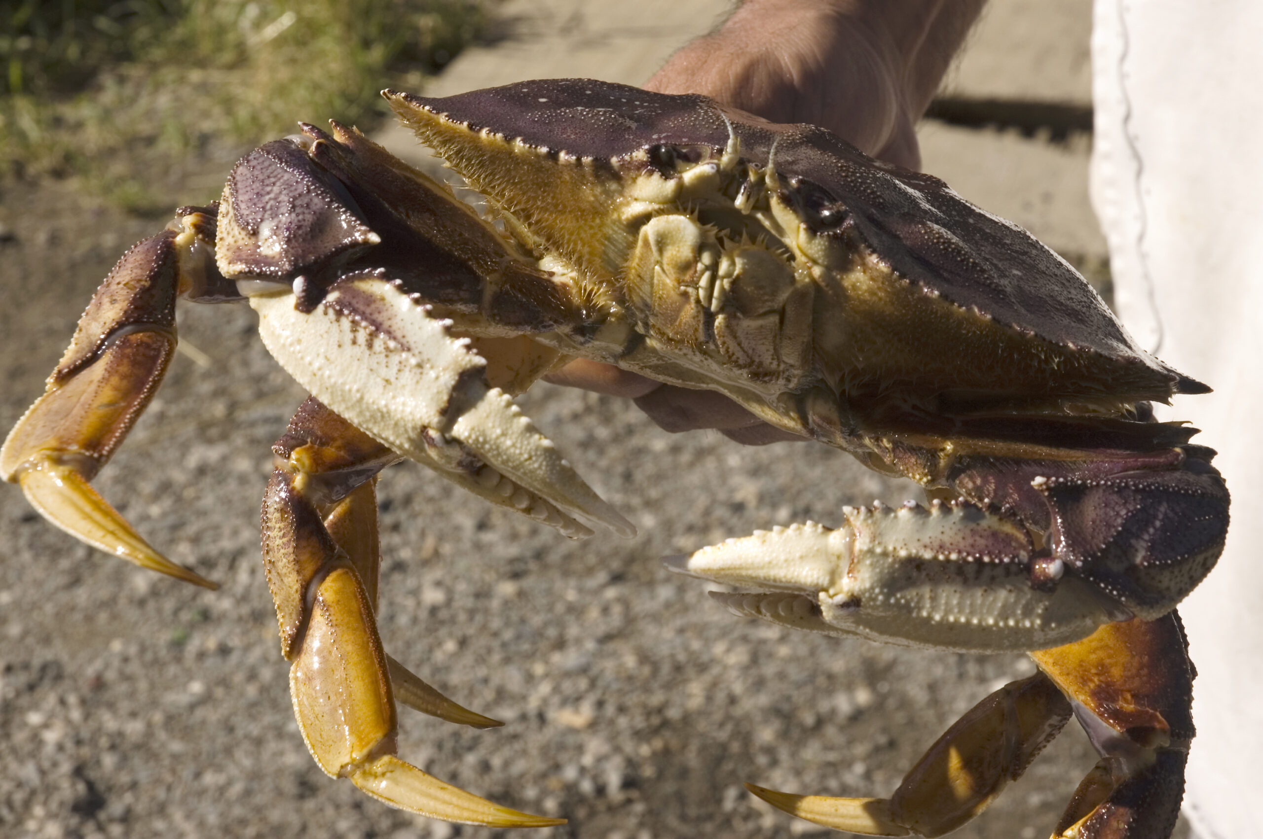 A native restaurant worker holds a freshly caught Crab for a portrait in Hoonah, Alaska