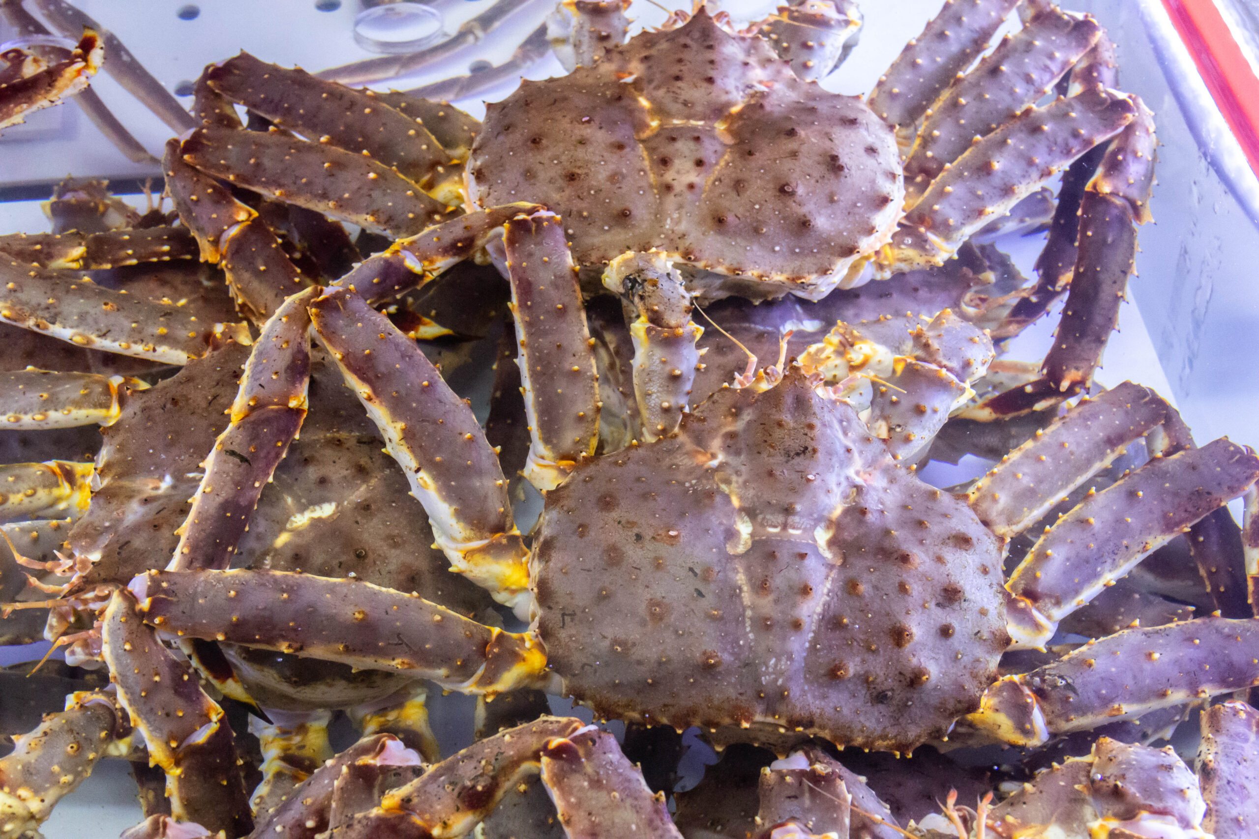 Sale of alive snow crabs at the local fish market