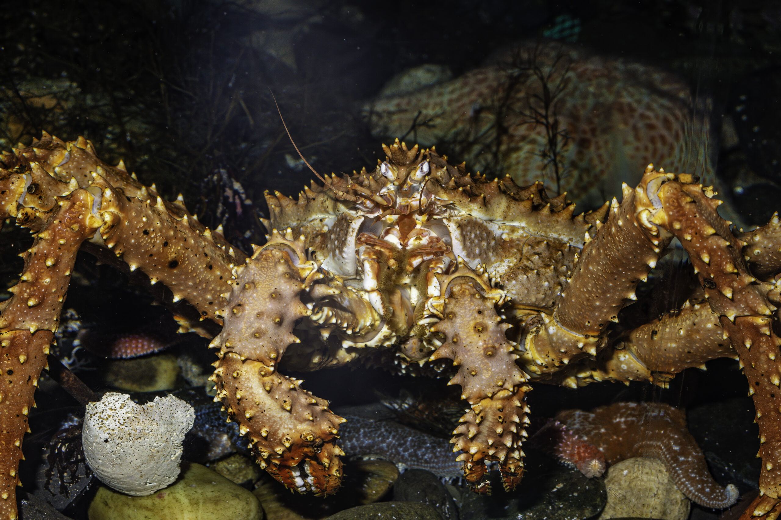 The red king crab (Paralithodes camtschaticus), also called Kamchatka crab or Alaskan king crab, is a species of king crab native to the far northern Pacific Ocean, including the Bering Sea and Gulf of Alaska. Kodiak Island. Showing mouth parts.